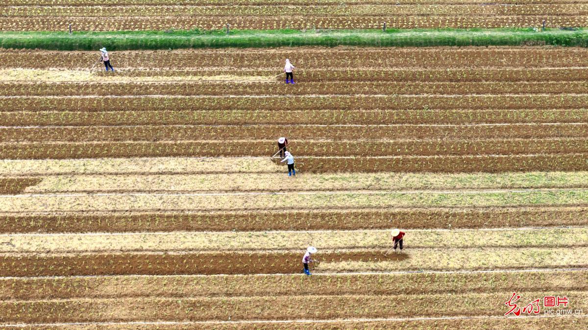 Spring planting in full swing in E China's Fujian Spring planting in full swing in E China's Fujian
