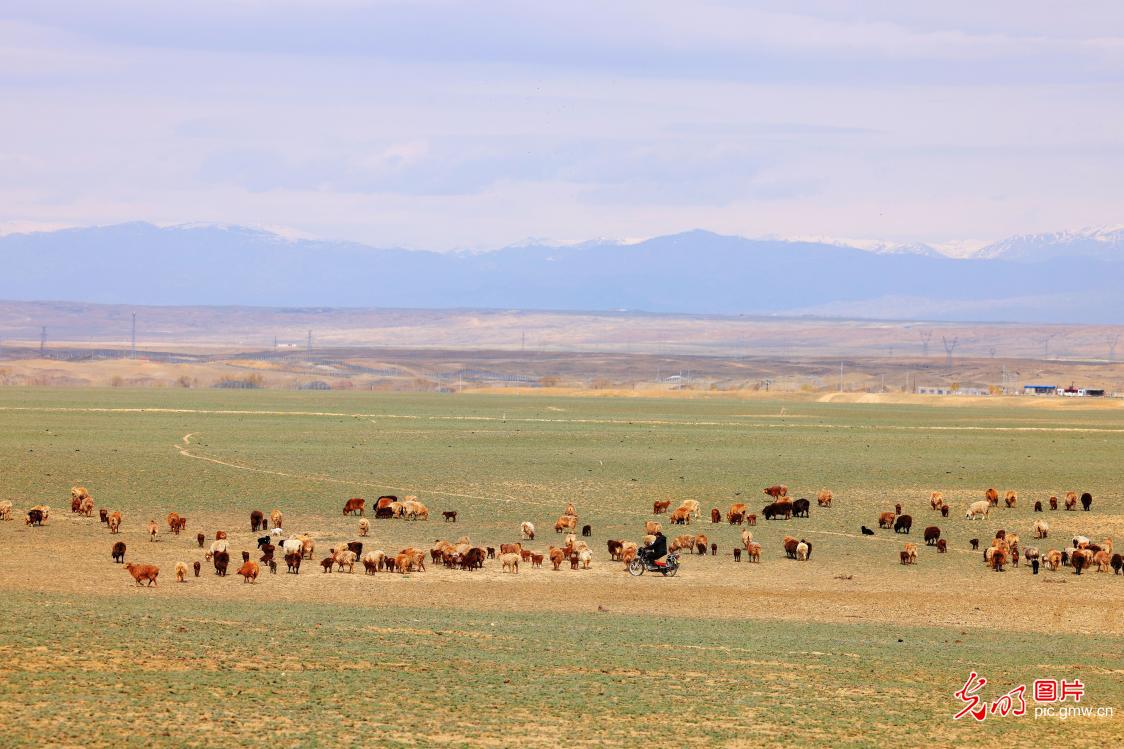 Spring lambing season brings vitality to northern grasslands Spring lambing season brings vitality to northern grasslands