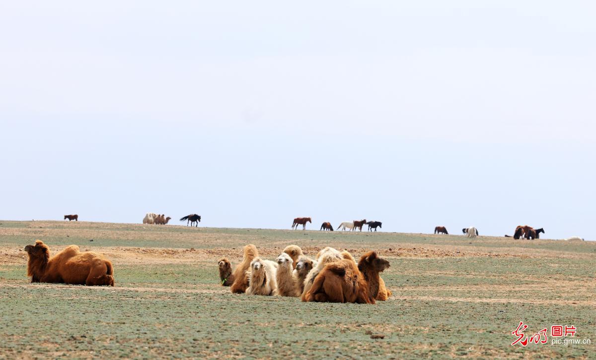 Spring lambing season brings vitality to northern grasslands Spring lambing season brings vitality to northern grasslands