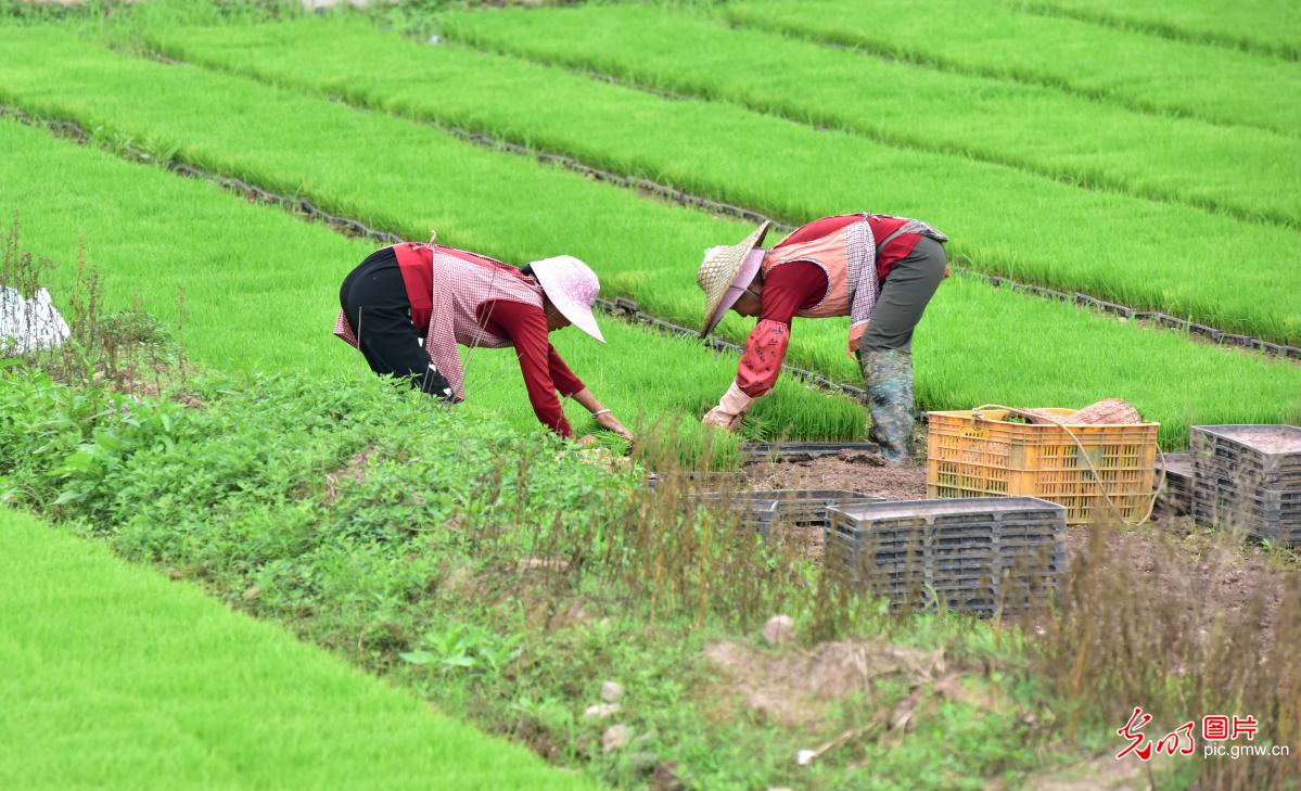 Farmers busy with early rice transplanting in S China's Guangxi Farmers busy with early rice transplanting in S China's Guangxi