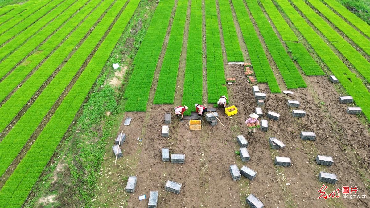 Farmers busy with early rice transplanting in S China's Guangxi Farmers busy with early rice transplanting in S China's Guangxi
