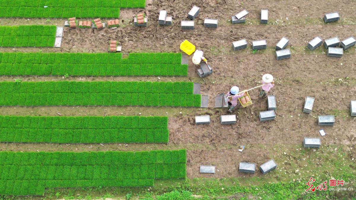Farmers busy with early rice transplanting in S China's Guangxi Farmers busy with early rice transplanting in S China's Guangxi