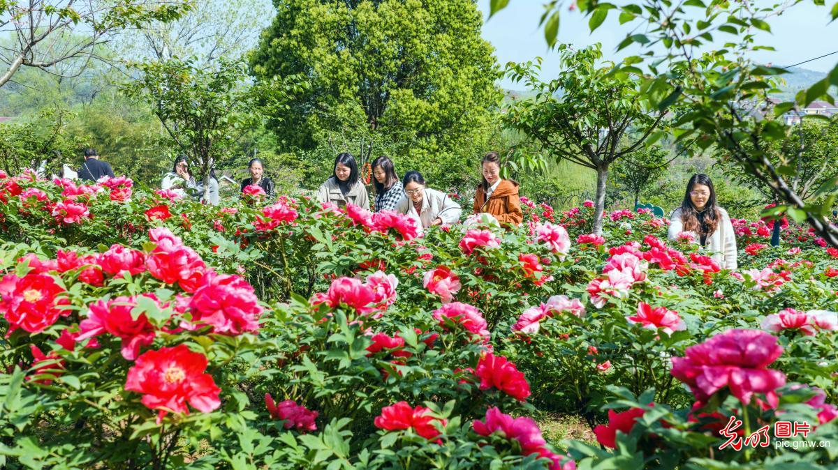 Peony blossoms brighten countryside in E China's Jiangsu Peony blossoms brighten countryside in E China's Jiangsu