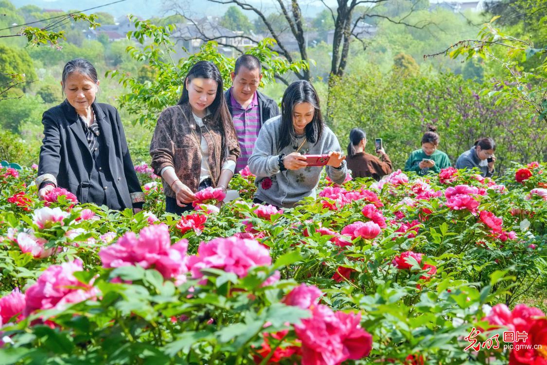 Peony blossoms brighten countryside in E China's Jiangsu Peony blossoms brighten countryside in E China's Jiangsu