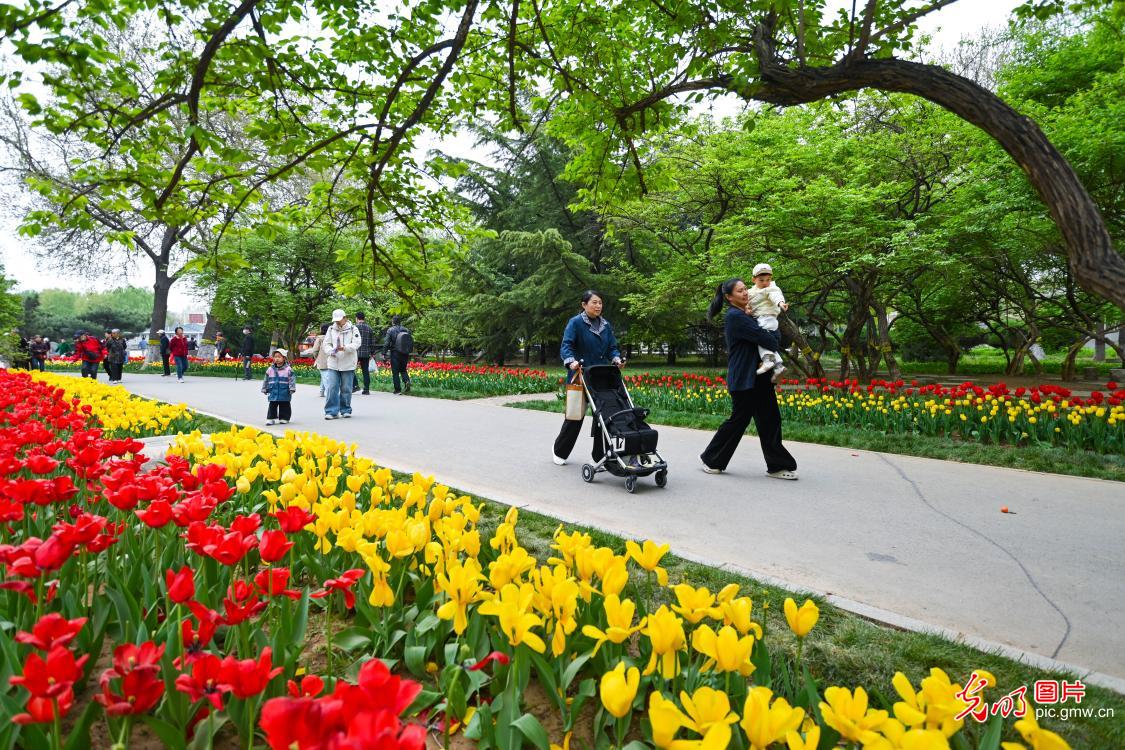 Tulip festival opens in N China's Hebei Tulip festival opens in N China's Hebei