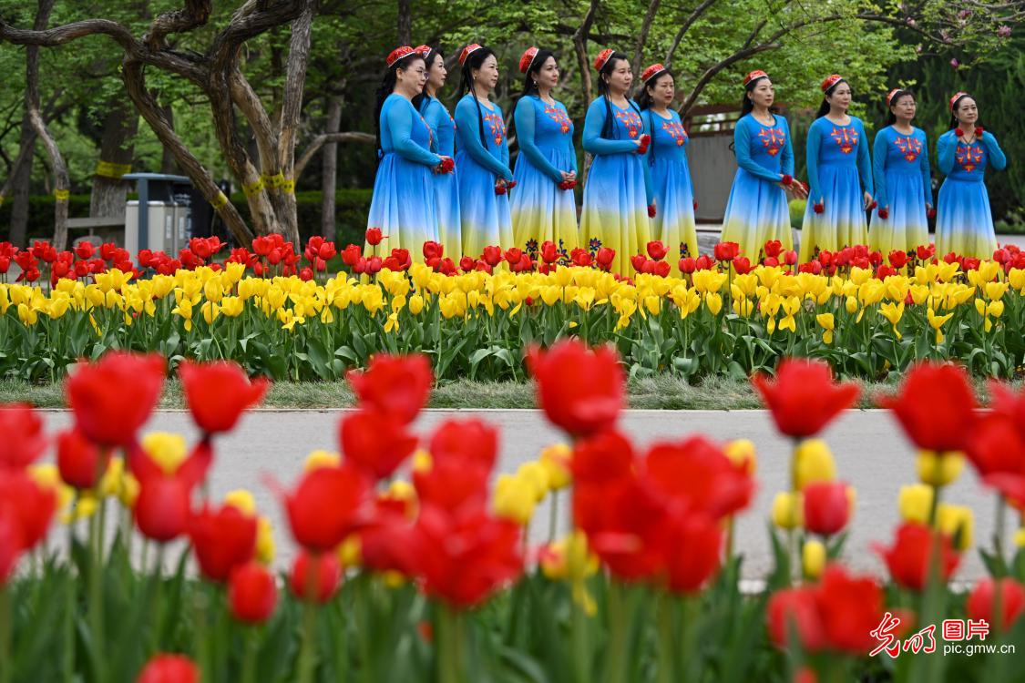 Tulip festival opens in N China's Hebei Tulip festival opens in N China's Hebei
