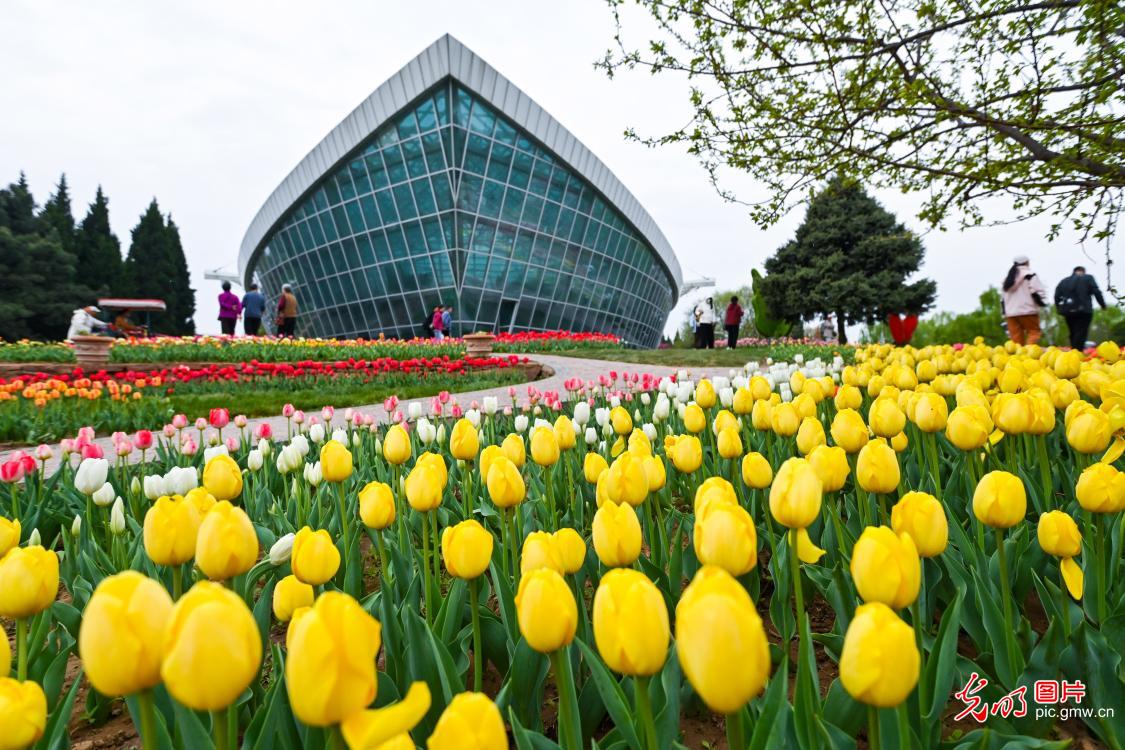 Tulip festival opens in N China's Hebei Tulip festival opens in N China's Hebei