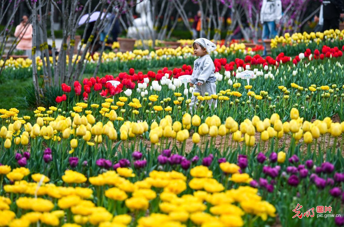 Tulip festival opens in N China's Hebei Tulip festival opens in N China's Hebei