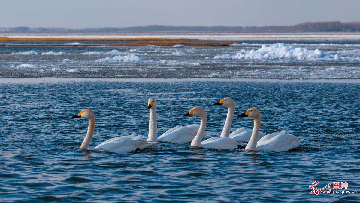 Whooper swans grace spring stopover in Northeast China