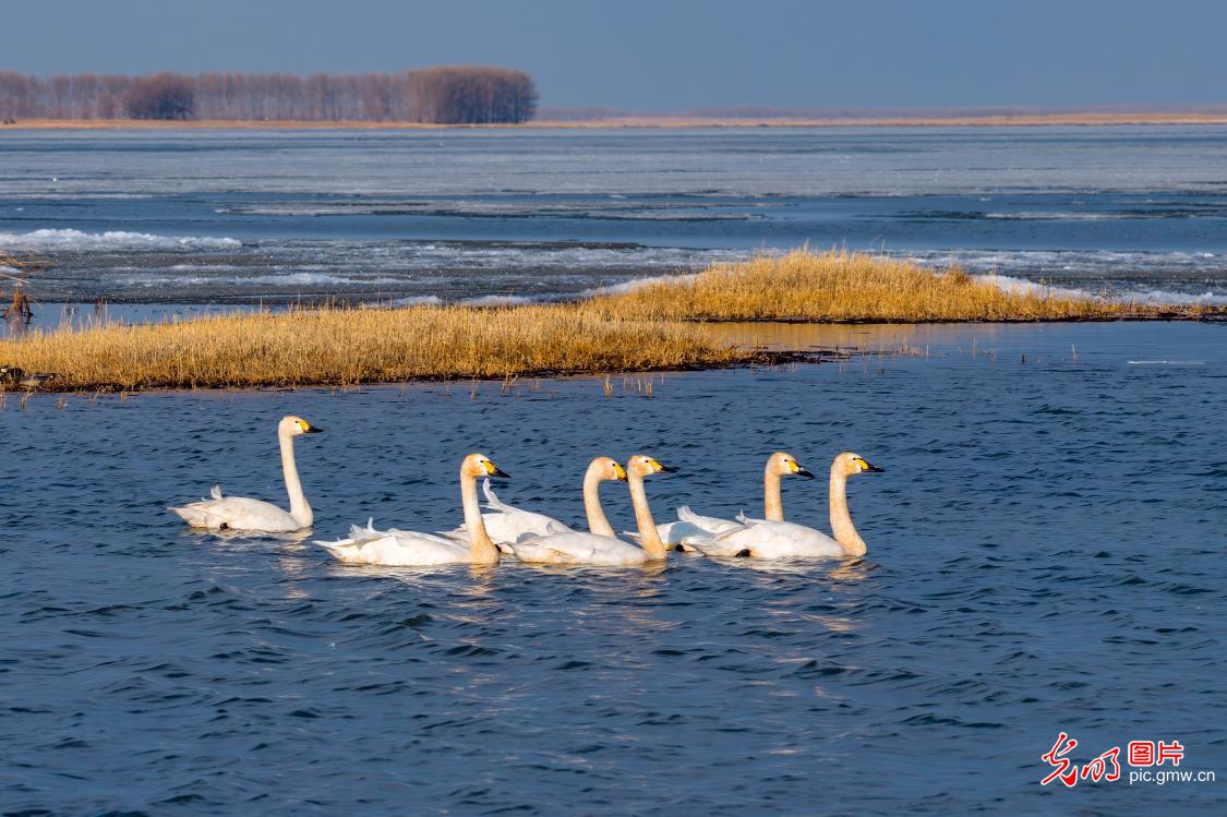 Whooper swans grace spring stopover in Northeast China