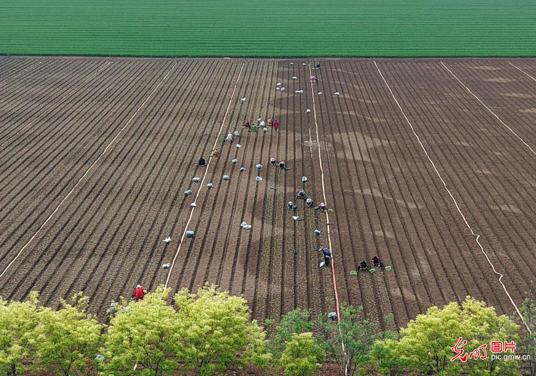 Spring farming in full swing across C China's Henan Spring farming in full swing across C China's Henan