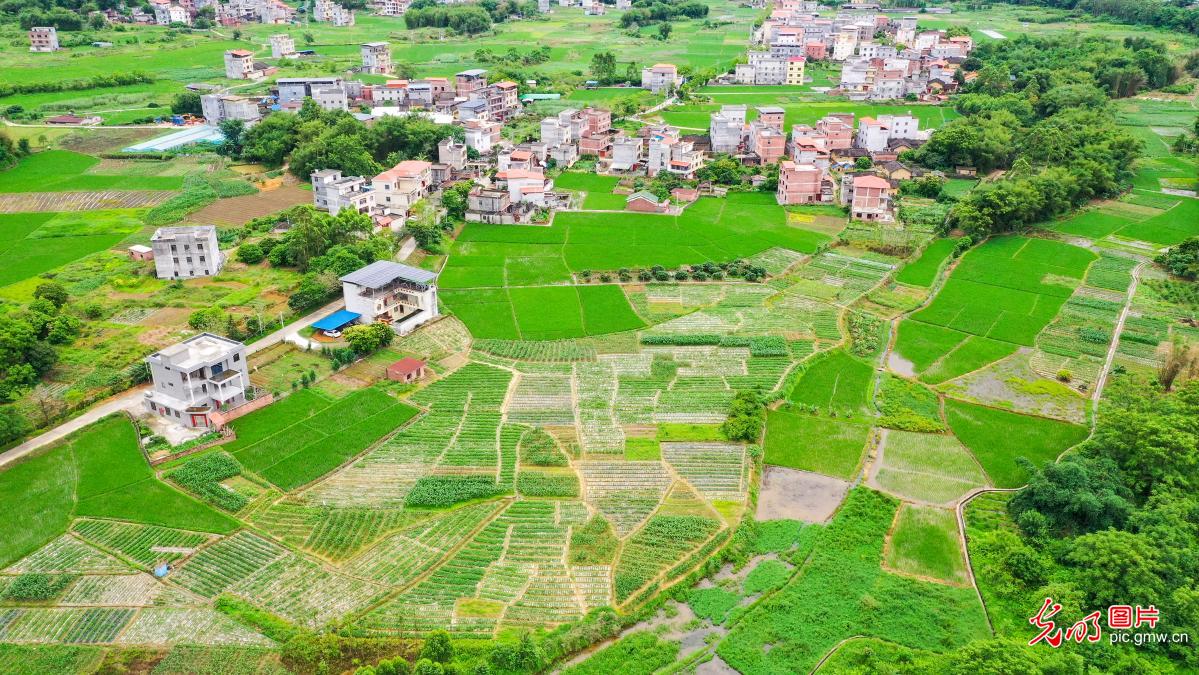 Springtime vitality in Longke Village
