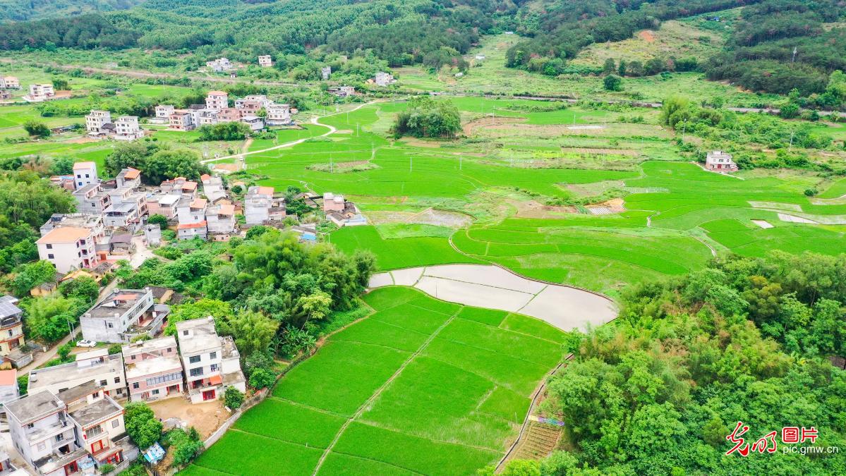 Springtime vitality in Longke Village