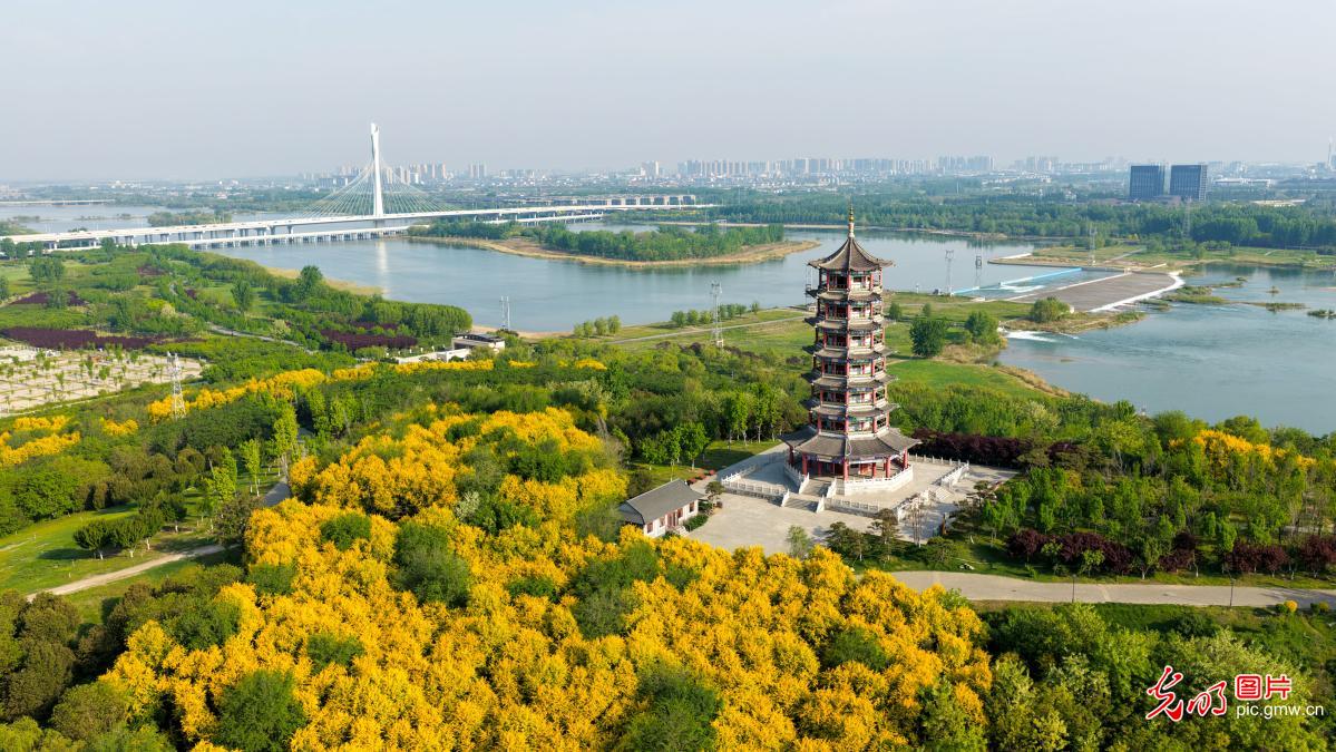 Beautiful spring scenery along Hutuo River in Shijiazhuang