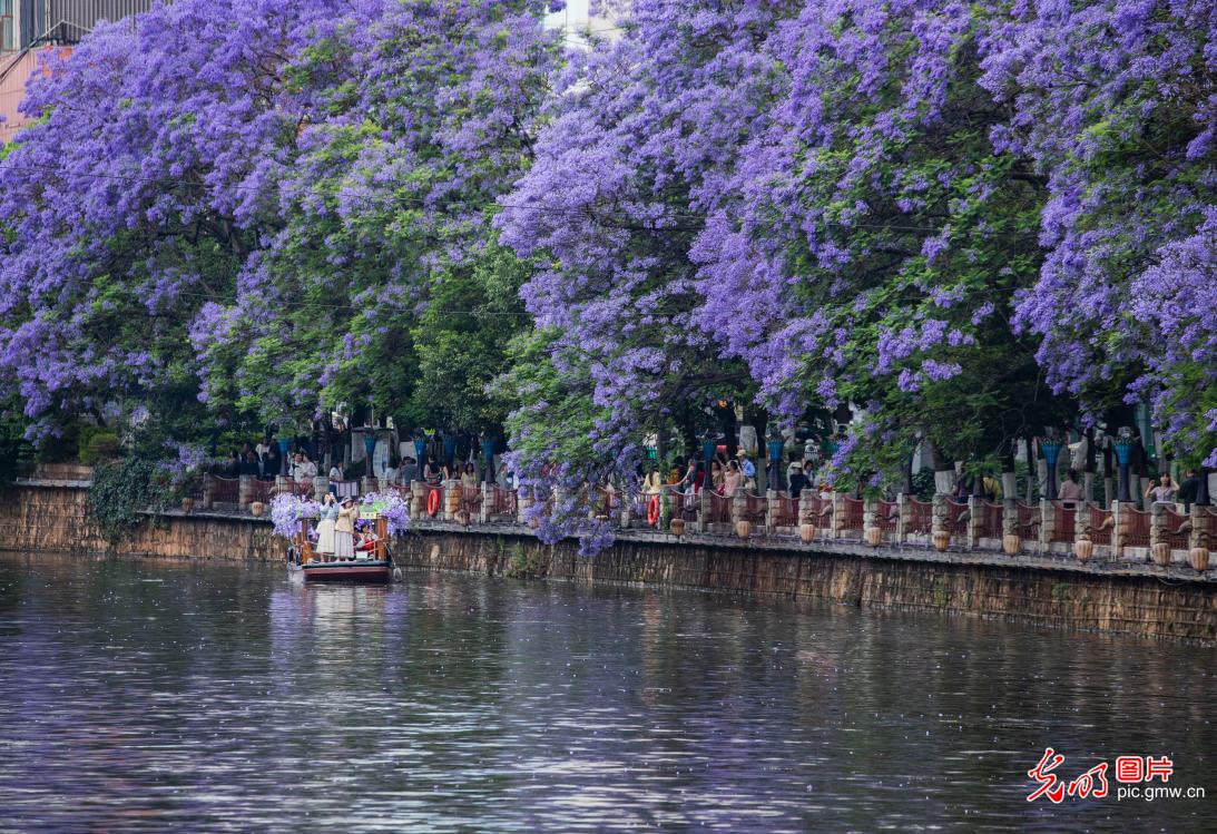 Jacaranda blossoms paint Panlong River purple in Kunming