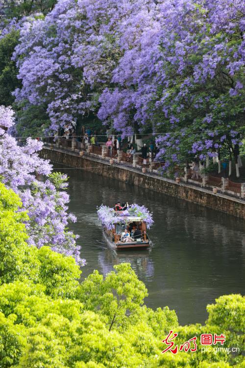 Jacaranda blossoms paint Panlong River purple in Kunming