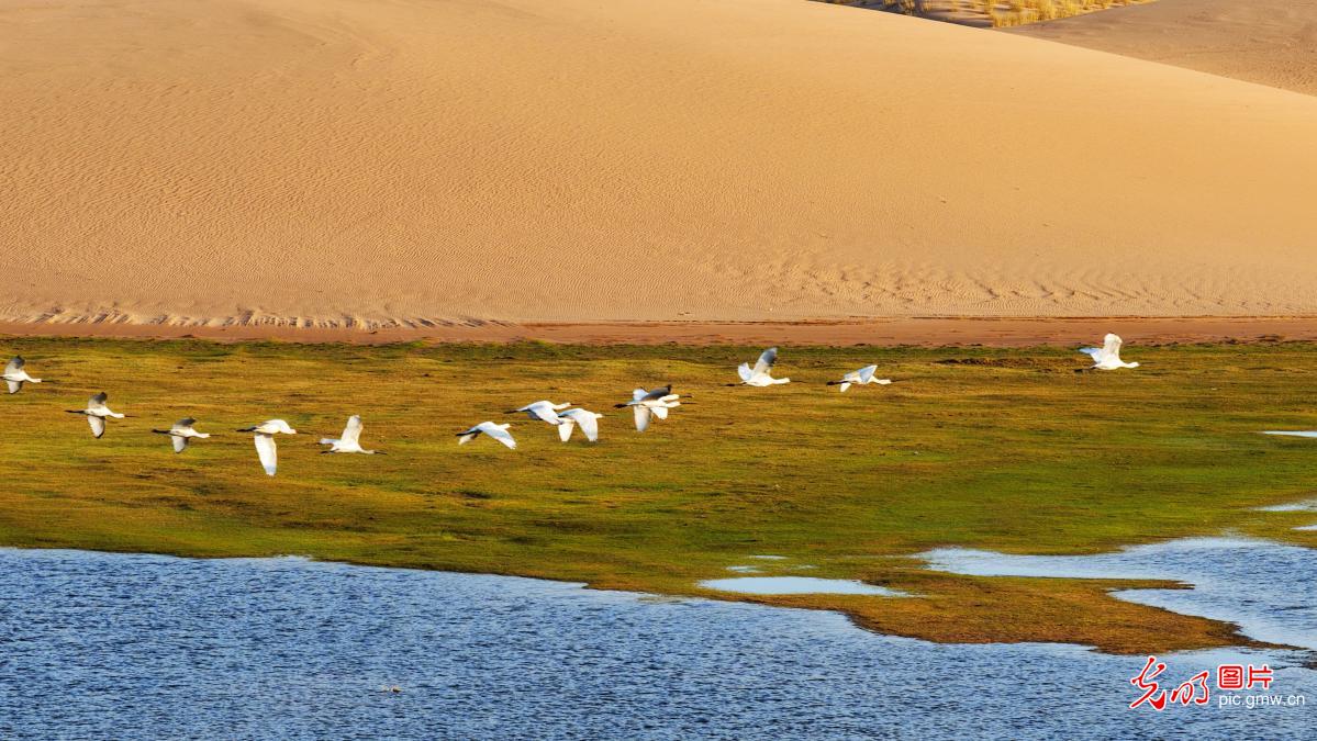 Serene late spring scenery in Inner Mongolia