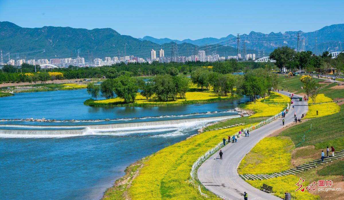 Rapeseed flowers bloom along Yongding River in Beijing