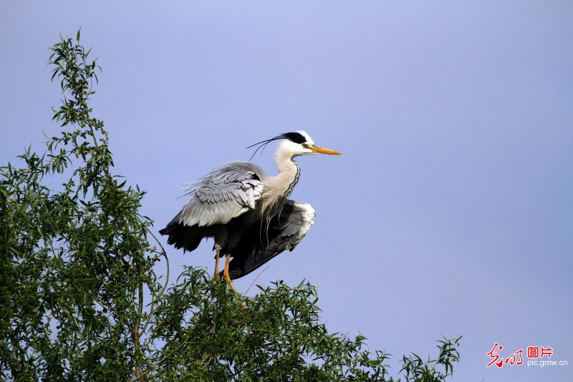 Grey herons grace Dingxiang Lake in early summer