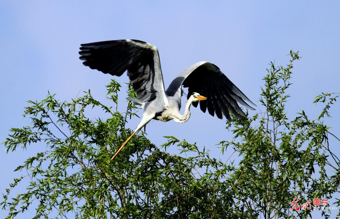 Grey herons grace Dingxiang Lake in early summer