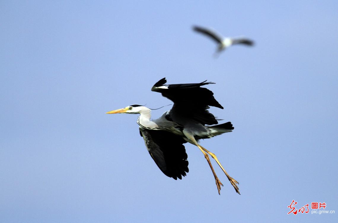 Grey herons grace Dingxiang Lake in early summer