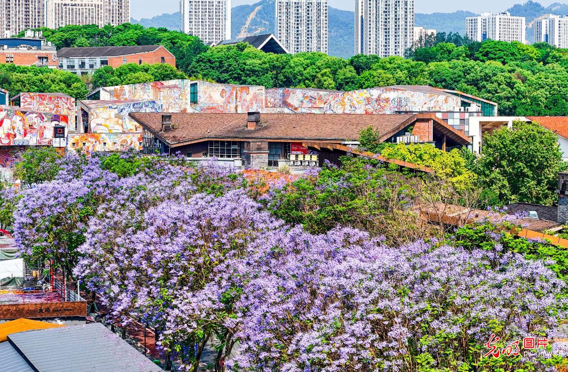 Jacaranda blossoms brighten Chongqing cityscape