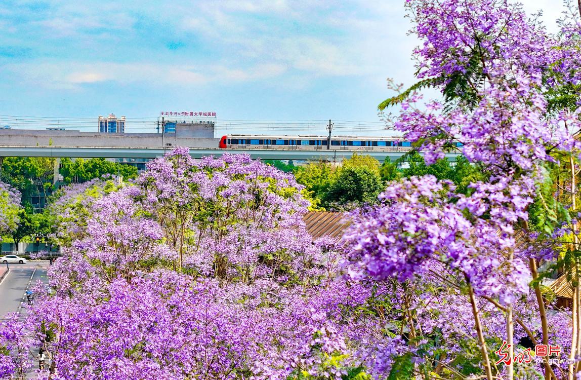 Jacaranda blossoms brighten Chongqing cityscape