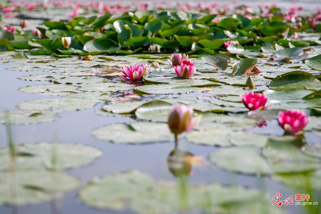 Water lilies bloom in C China's Henan