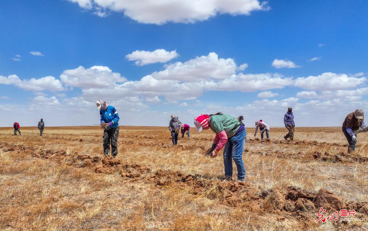 Desertification control carried out in N China