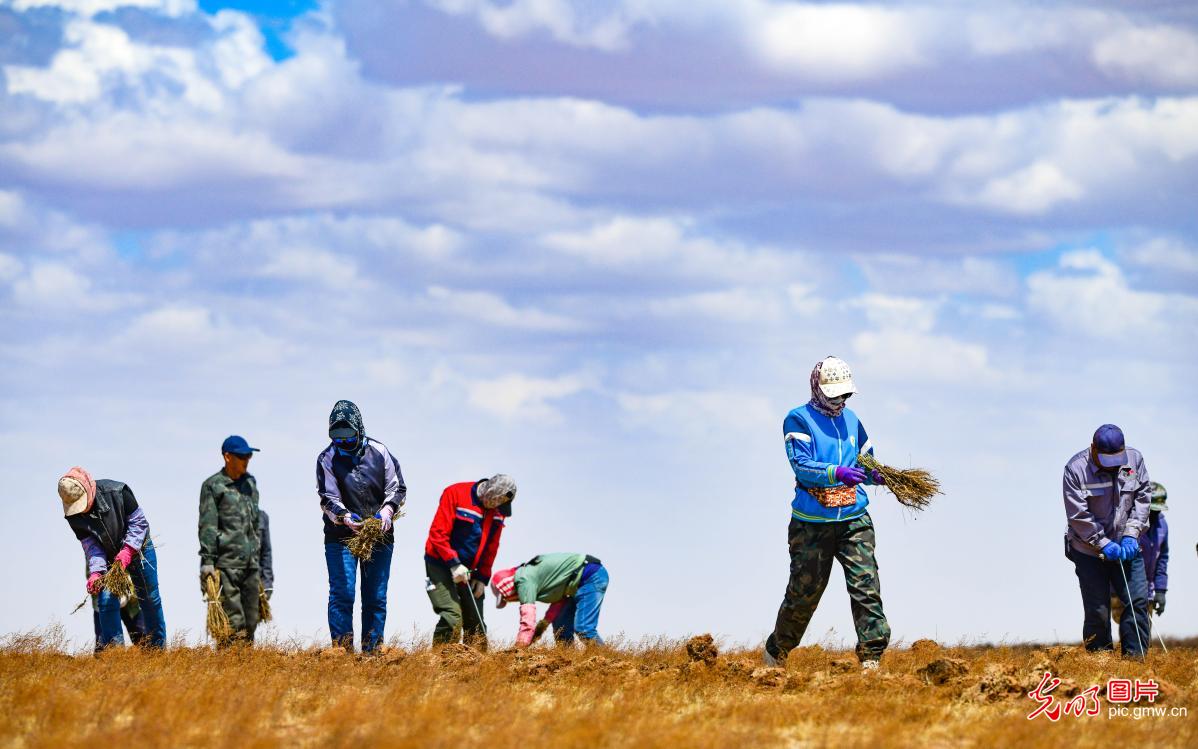Desertification control carried out in N China