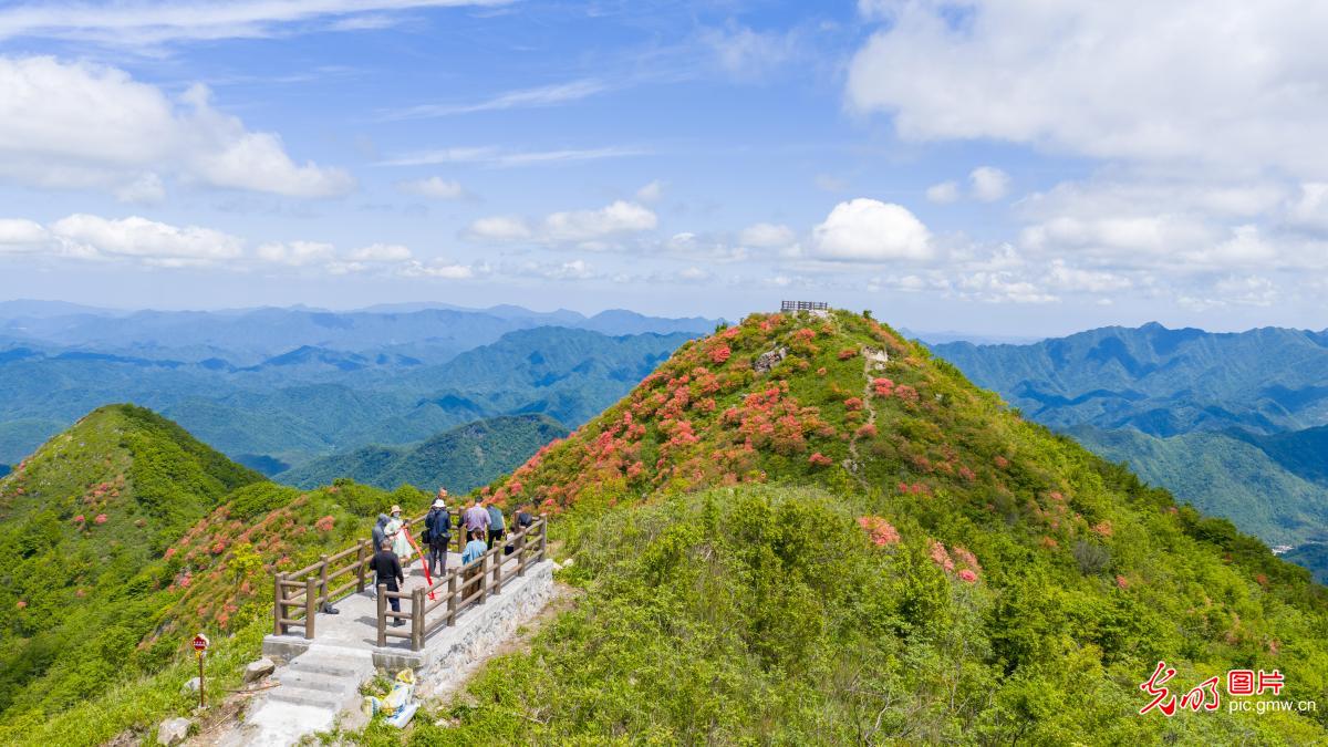 Azaleas bloom on mountain peaks in E China's Anhui Azaleas bloom on mountain peaks in E China's Anhui
