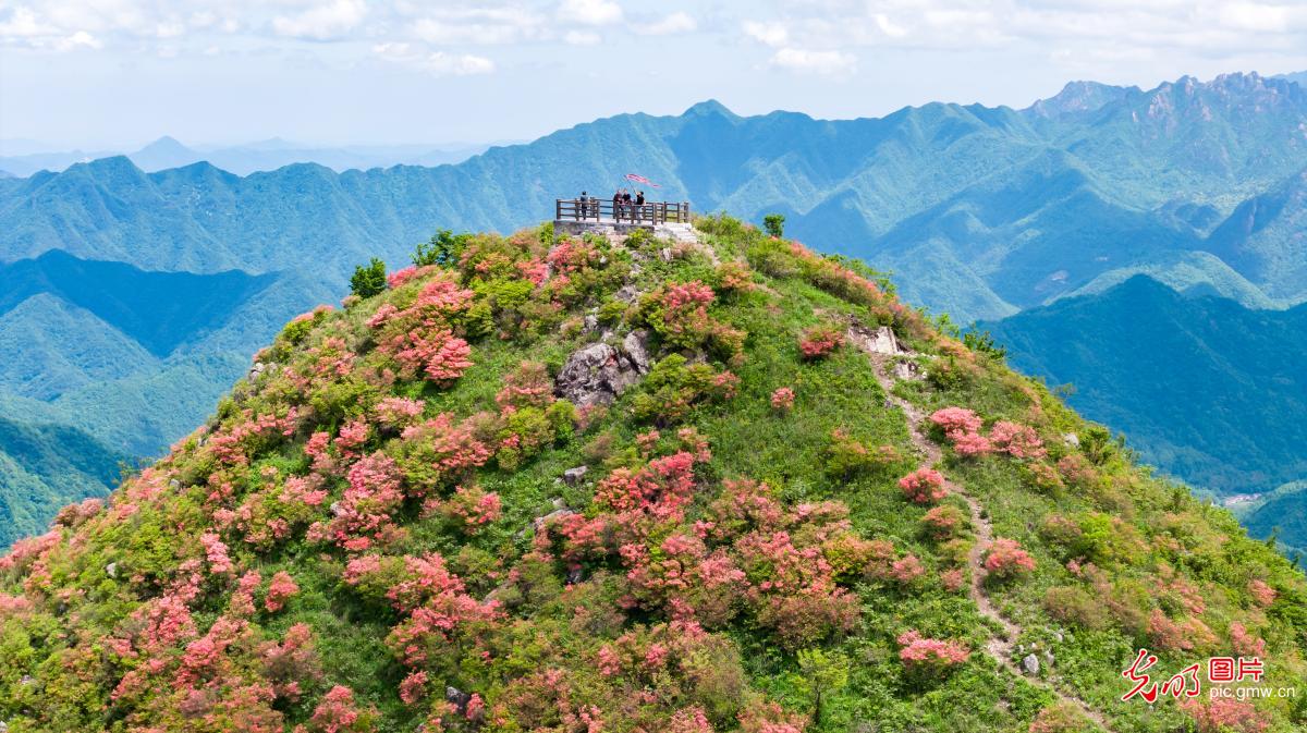 Azaleas bloom on mountain peaks in E China's Anhui Azaleas bloom on mountain peaks in E China's Anhui