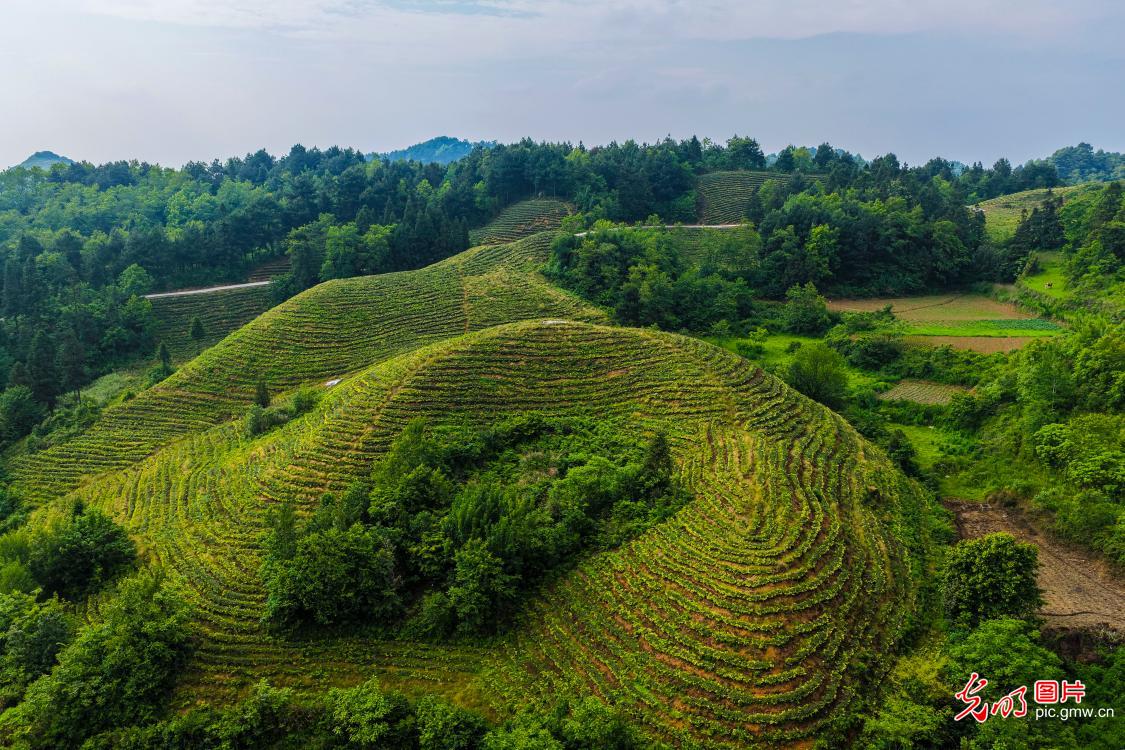 Lush tea trees grow on restored barren hills in Guizhou