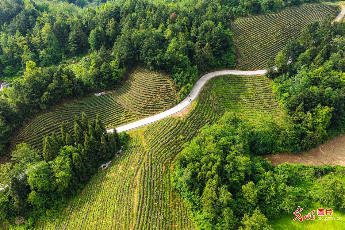 Lush tea trees grow on restored barren hills in Guizhou