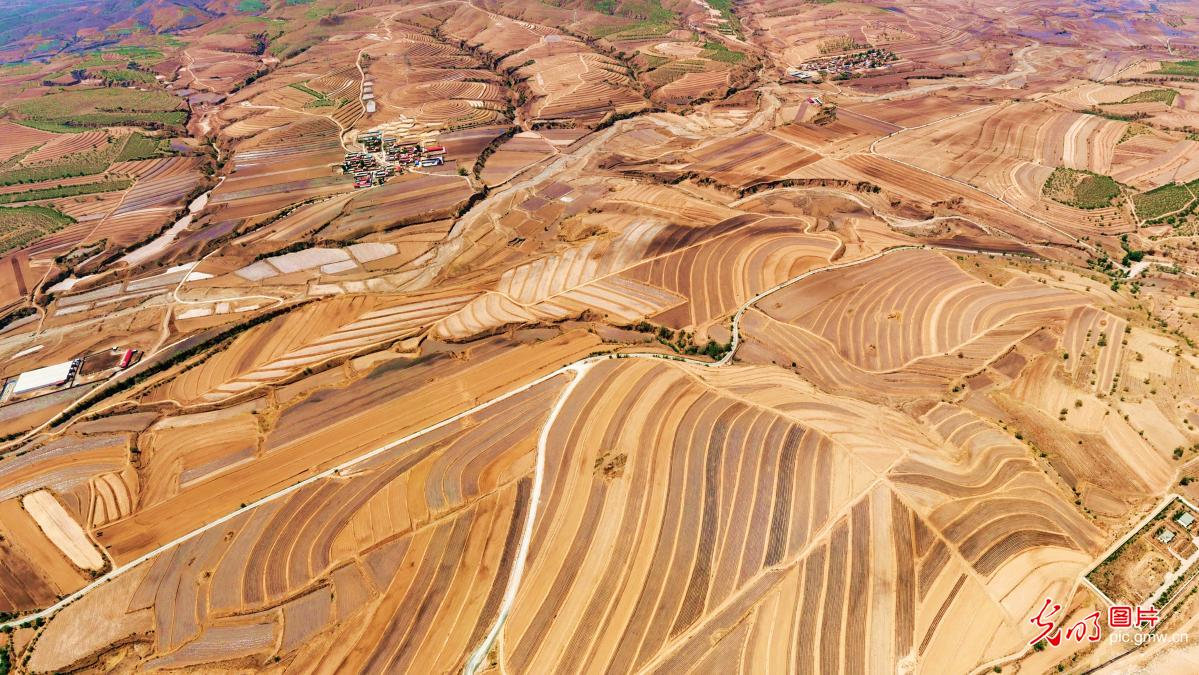 Spring-sown fields form scenic patterns in N China's Inner Mongolia