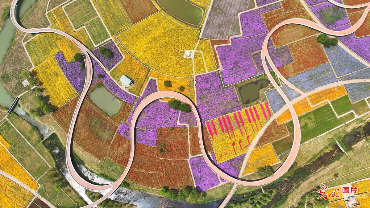 Colorful flower sea charms visitors in Suqian