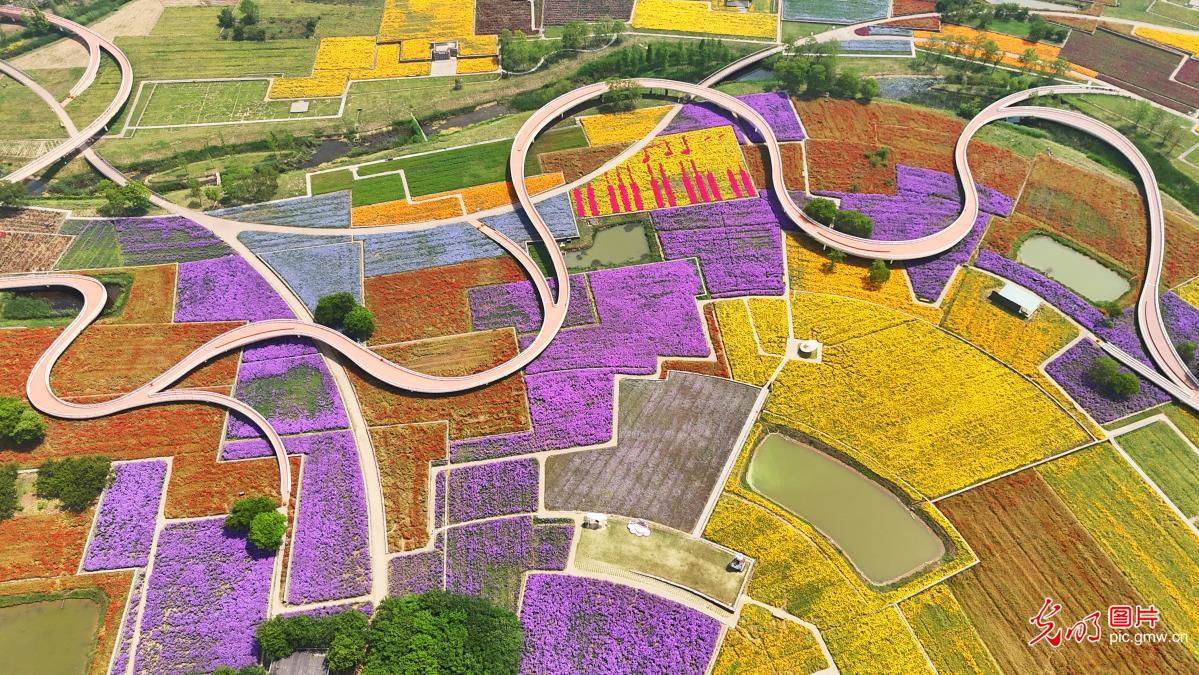 Colorful flower sea charms visitors in Suqian