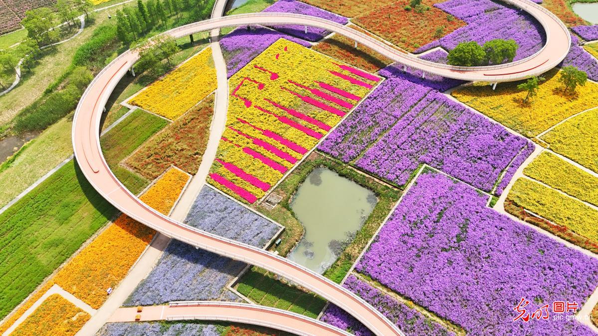 Colorful flower sea charms visitors in Suqian