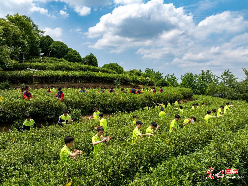 Students experience tea-picking practice in Chongqing