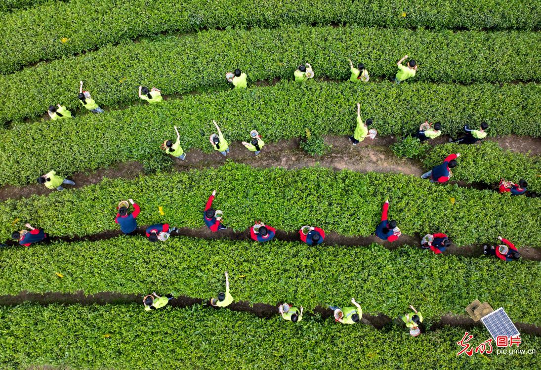 Students experience tea-picking practice in Chongqing