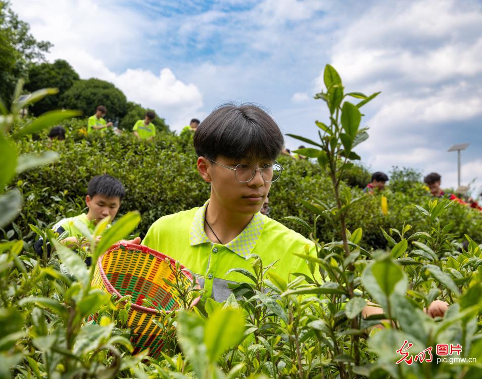 Students experience tea-picking practice in Chongqing