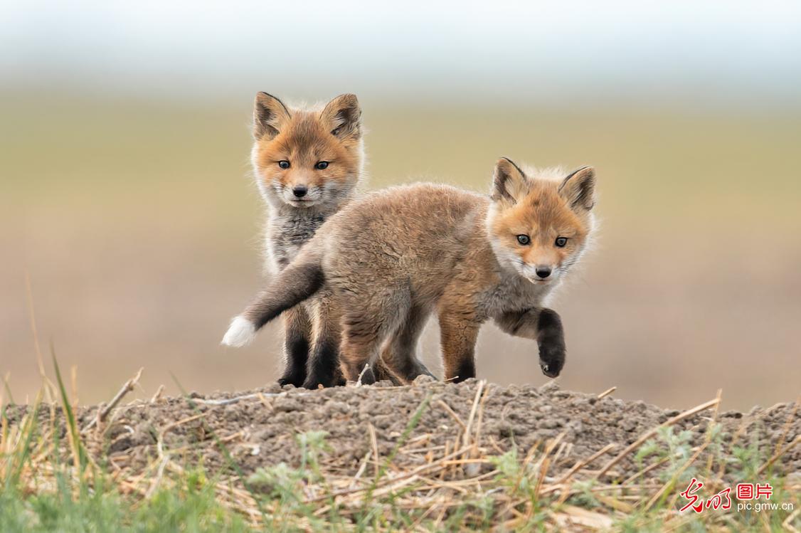 Red fox cubs play on grasslands in NE China's Heilongjiang