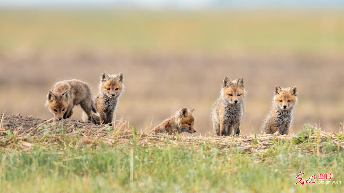 Red fox cubs play on grasslands in NE China's Heilongjiang