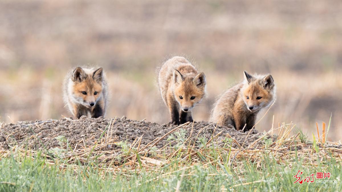 Red fox cubs play on grasslands in NE China's Heilongjiang