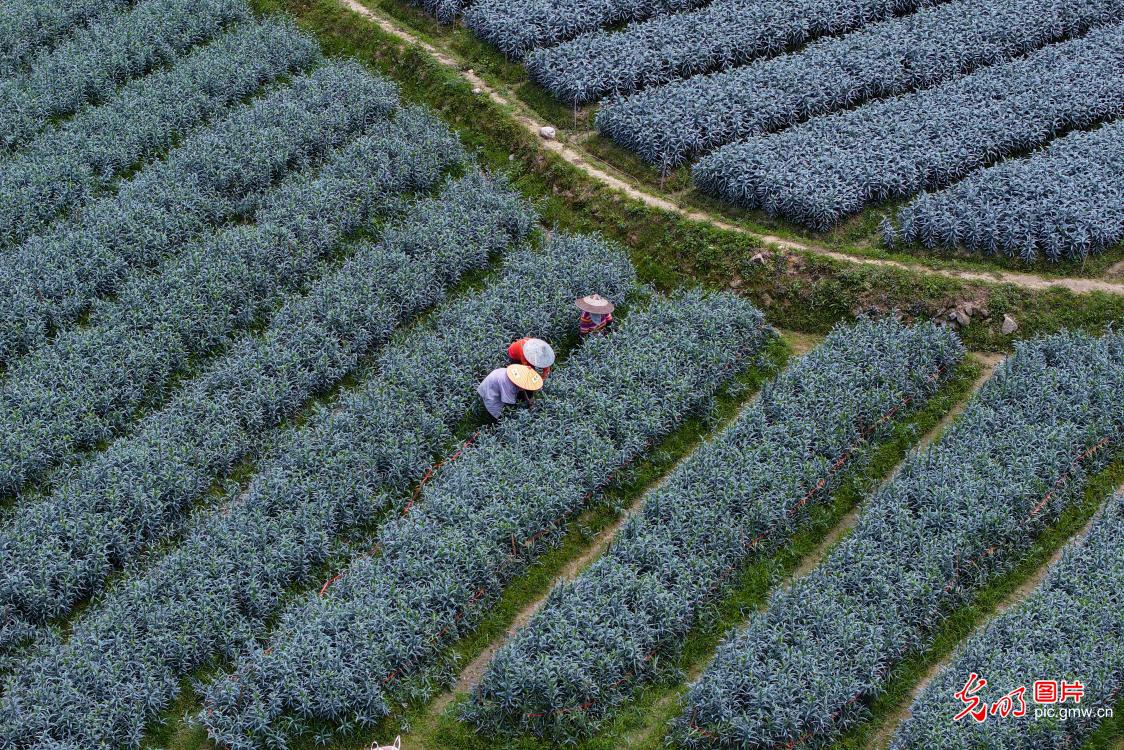 Farmers tend lily fields in mountainous Hunan