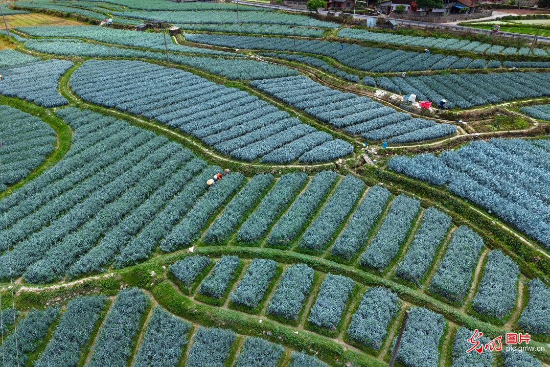 Farmers tend lily fields in mountainous Hunan