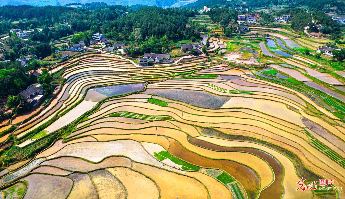 Farmers busy transplanting rice seedlings Farmers busy transplanting rice seedlings