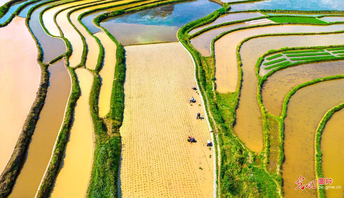 Farmers busy transplanting rice seedlings Farmers busy transplanting rice seedlings