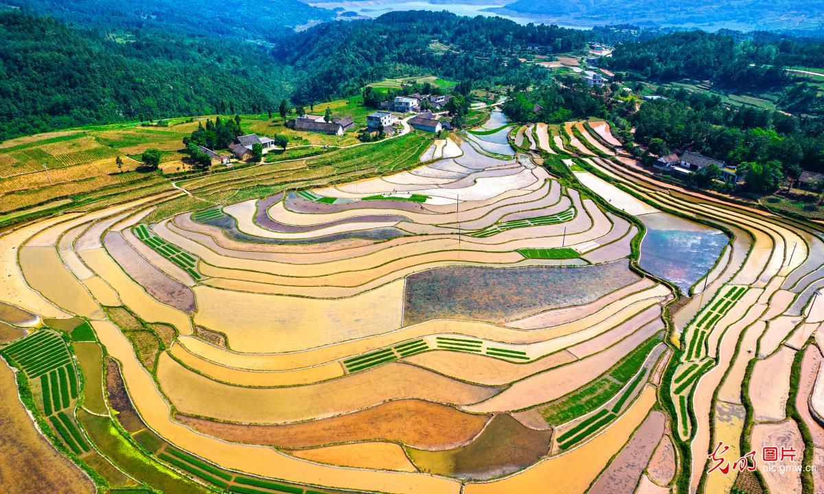 Farmers busy transplanting rice seedlings Farmers busy transplanting rice seedlings
