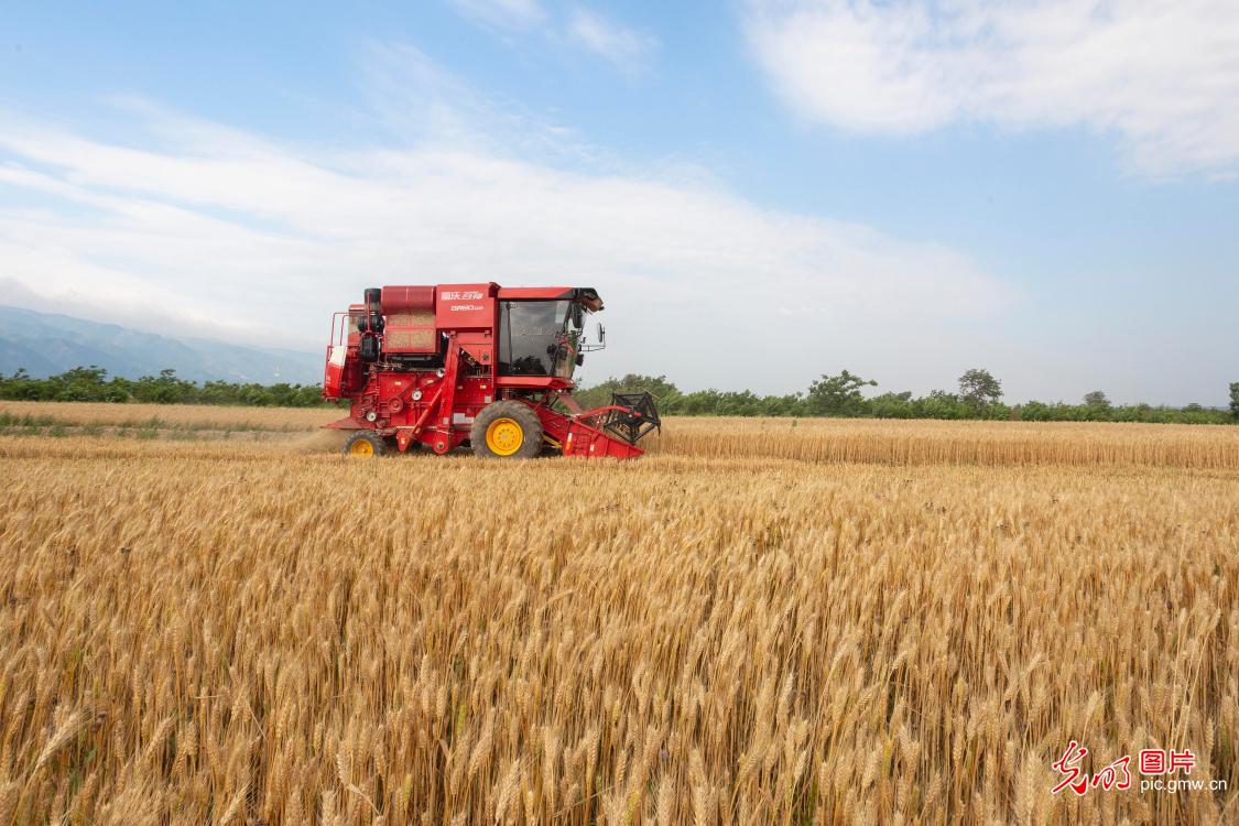 Wheat harvest kicks off in Yuncheng, N China's Shanxi Wheat harvest kicks off in Yuncheng, N China's Shanxi